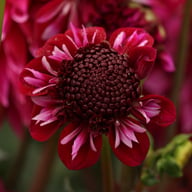 Rosie Raven Dahlia Tuber