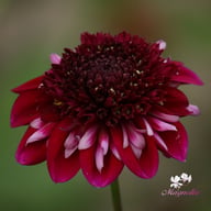 Rosie Raven Dahlia Tuber