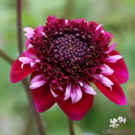 Rosie Raven Dahlia Tuber