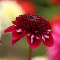 Rosie Raven Dahlia Tuber