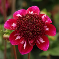 Rosie Raven Dahlia Tuber