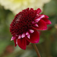 Rosie Raven Dahlia Tuber