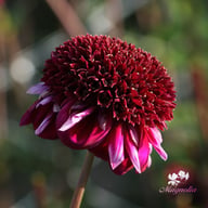 Rosie Raven Dahlia Tuber