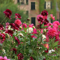 Rosie Raven Dahlia Tuber