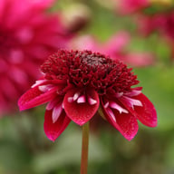 Rosie Raven Dahlia Tuber