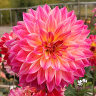 Rosy Delight Dahlia Tuber