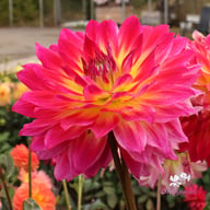 Rosy Delight Dahlia Tuber