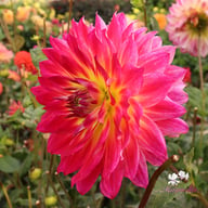 Rosy Delight Dahlia Tuber