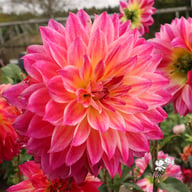 Rosy Delight Dahlia Tuber