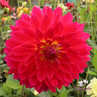 Rosy Delight Dahlia Tuber