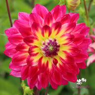 Rosy Delight Dahlia Tuber