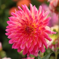 Rosy Delight Dahlia Knöl