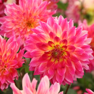Rosy Delight Dahlia Knöl