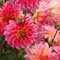Rosy Delight Dahlia Knöl