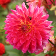 Rosy Delight Dahlia Knöl
