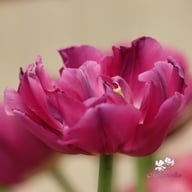 Royal Acres Tulip Bulbs