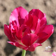 Royal Acres Tulip Bulbs