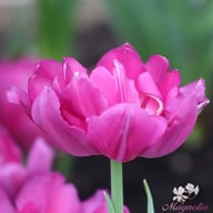 Royal Acres Tulip Bulbs