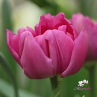 Royal Acres Tulip Bulbs