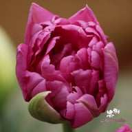 Royal Acres Tulip Bulbs