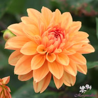 Royal King Dahlia Tuber