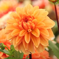 Royal King Dahlia Tuber