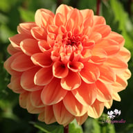 Royal King Dahlia Tuber