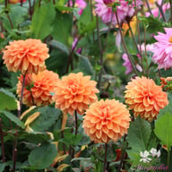 Royal King Dahlia Tuber