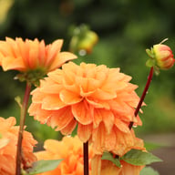 Royal King Dahlia Tuber