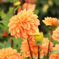 Royal King Dahlia Tuber