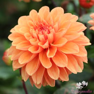 Royal King Dahlia Tuber