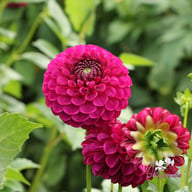 Royal Velvet (David Teniers) Tuber