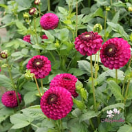 Royal Velvet (David Teniers) Tuber