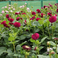 Royal Velvet (David Teniers) Tuber