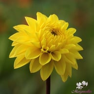 Royal Yellow Dahlia Tuber