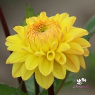 Royal Yellow Dahlia Tuber