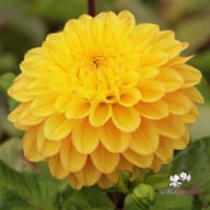 Royal Yellow Dahlia Tuber