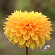 Royal Yellow Dahlia Tuber