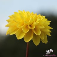 Royal Yellow Dahlia Tuber