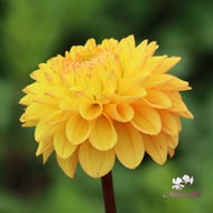 Royal Yellow Dahlia Tuber
