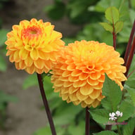 Royal Yellow Dahlia Tuber