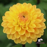 Royal Yellow Dahlia Tuber