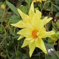 Rudie's Romance Tuber