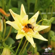 Rudie's Romance Tuber