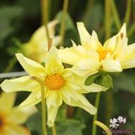 Rudie's Romance Tuber