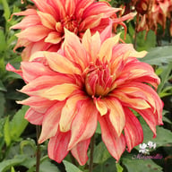 Rusty Idylle Dahlia Knöl