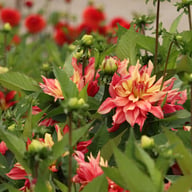 Rusty Idylle Dahlia Knöl