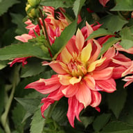 Rusty Idylle Dahlia Knöl