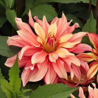 Rusty Idylle Dahlia Knöl