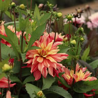 Rusty Idylle Dahlia Knöl